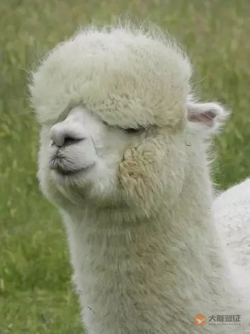 车厘子、羊驼和星空，总有一款high翻你 ！